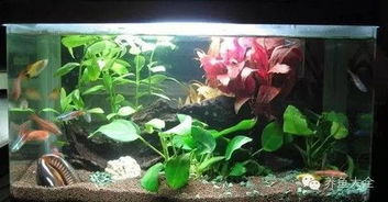 如何保養(yǎng)水族箱 打造健康水族生態(tài)的完整指南