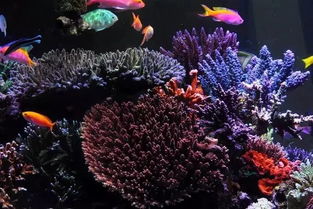 絕了！這半島布局海缸真是美絕了 打造夢(mèng)幻水族箱的藝術(shù)指南